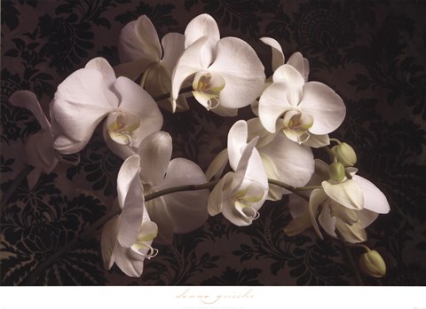 Framed Bountiful Orchids Print