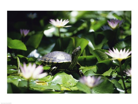 Framed Turtle on a Lily pad, Bahamas Print