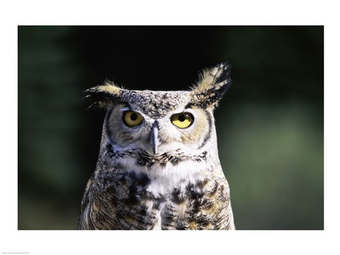 Framed Great Horned Owl Zoomed In Print