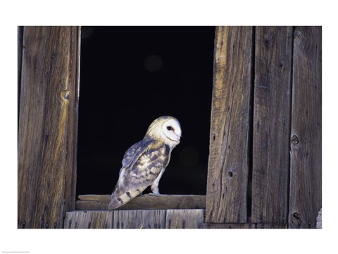 Framed Barn Owl Left Side Print