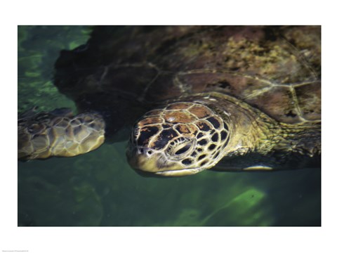 Framed Green Sea Turtle - water surface Print
