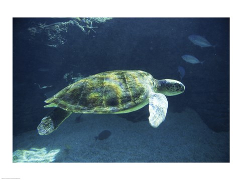 Framed Green Sea Turtle - dark Print