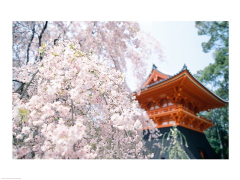 Framed Cherry Blossom tree in front of a temple, Kyoto, Honshu, Japan Print