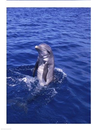 Framed Bottle-Nosed Dolphin Swimming Backwards Print