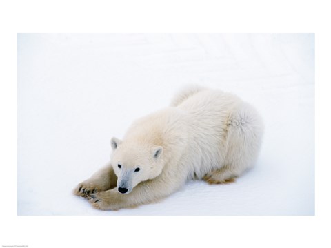 Framed Polar bear, Cape Churchill, Manitoba, Canada Print
