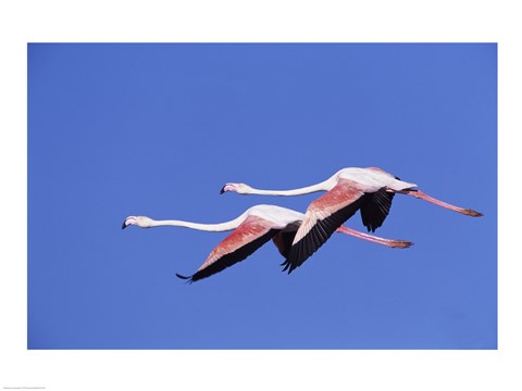 Framed Greater Flamingos Print