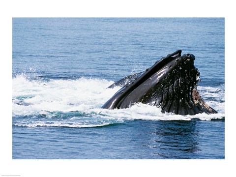 Framed Humpback Whale emerging out of water, Alaska, USA Print