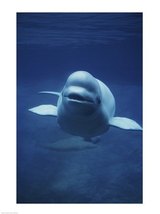 Framed Beluga Whale In Ocean Print