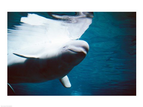 Framed Beluga Whales Swimming Underwater Print