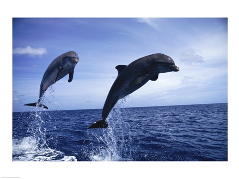 Framed Two Bottle-nosed Dolphins jumping out of the water Print