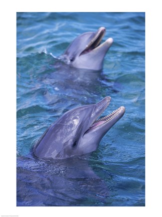 Framed Bottle-Nosed Dolphins Calling Out Together Print