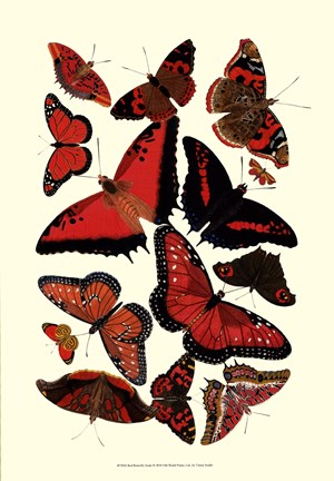 Framed Red Butterfly Study Print