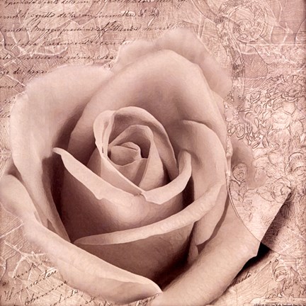 Framed Vintage Rose II Print