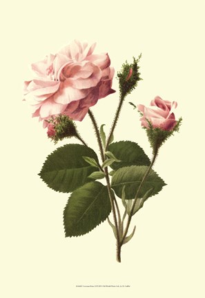 Framed Victorian Rose II Print