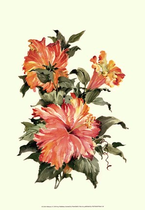 Framed Hibiscus I Print