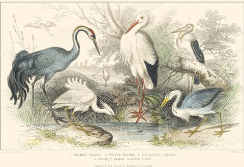 Framed Herons, Egrets and Cranes Print