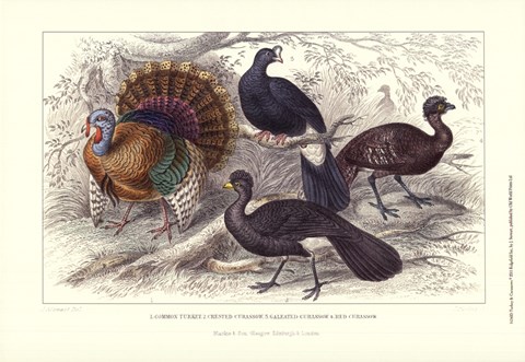 Framed Turkey &amp; Curassows Print