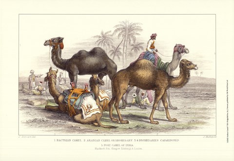 Framed Arabian Camels Print