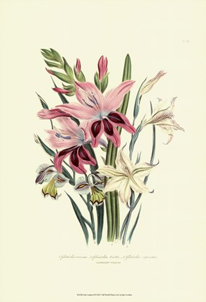 Framed Lily Garden II Print