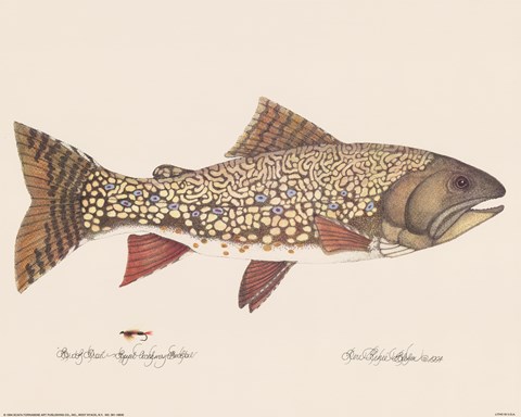 Framed Brook Trout - Royal Coachman Bucktail Print