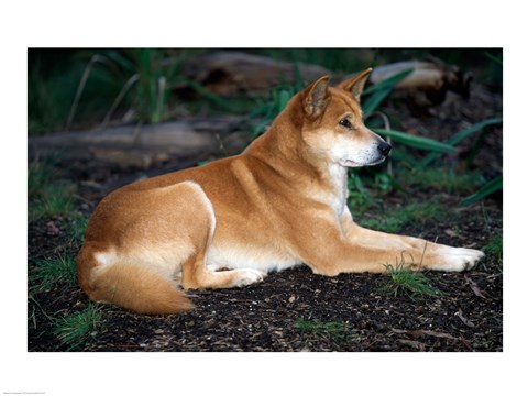 Framed Close-up of a dingo sitting in a forest (Canis dingo) Print