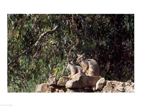 Framed Yellow-Footed  Rock-Wallabies Australia Print