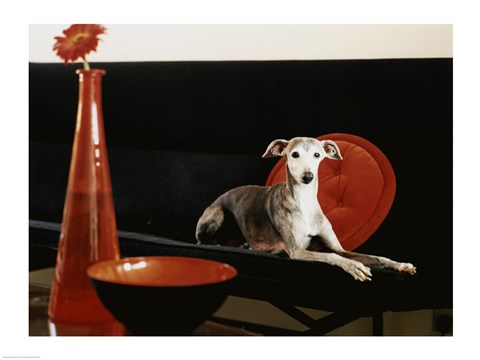 Framed Italian Greyhound lying on a sofa Print
