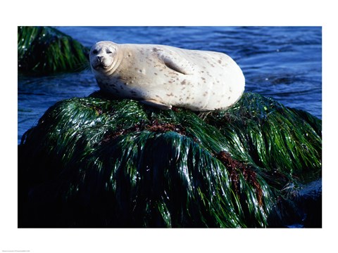 Framed Harbor seal basking on a rock, Monterey, California, USA Print