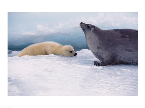 Framed Harp Seals Adult And Baby Print
