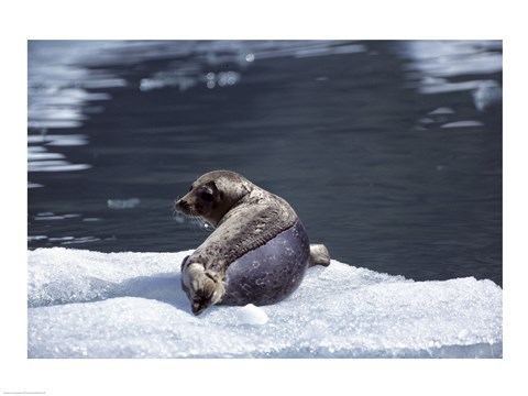 Framed Rear view of a Harbor Seal lying on snow, Alaska, USA Print