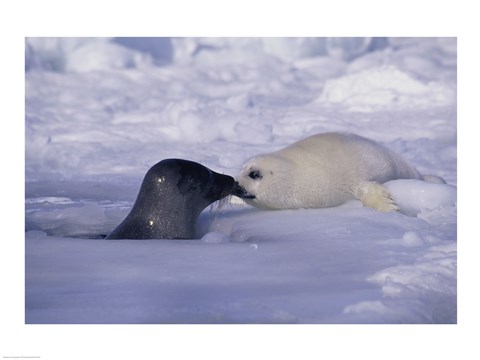 Framed Harp Seals Rubbing Noses Print