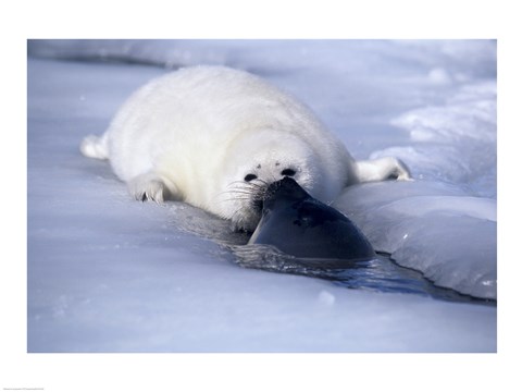 Framed Harp Seal sniffing its pup Print