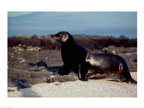 Framed Galapagos Sea Lion Galapagos Islands Ecuador Print