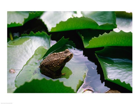 Framed Bullfrog (Rana catesbeiana) in a pond Print
