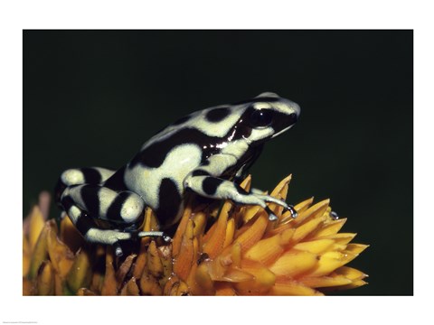 Framed Green and Black Poison Frog Print