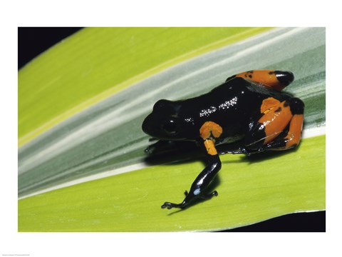 Framed Cowan&#39;s Mantella Frog Print