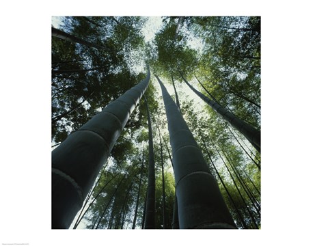 Framed Bamboo Garden, Hokokuji Temple, Japan Print