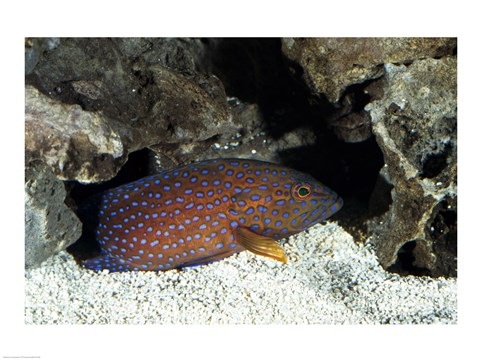 Framed Close-up of a Coral Grouper Print