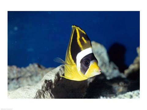 Framed Close-up of a Raccoon Butterfly Fish In Ocean Print