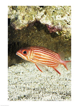 Framed Close-up of a Squirrelfish Print