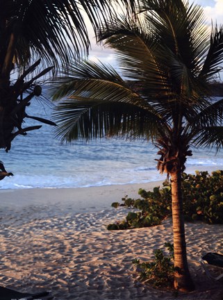 Framed Sunset palms II Print