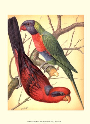 Framed Parrots IV Print