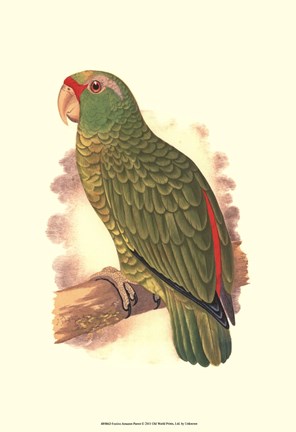 Framed Festive Amazon Parrot Print