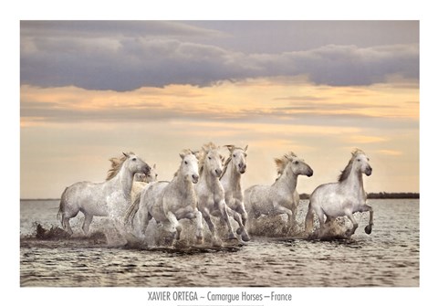 Framed Camargue Horses - France Print