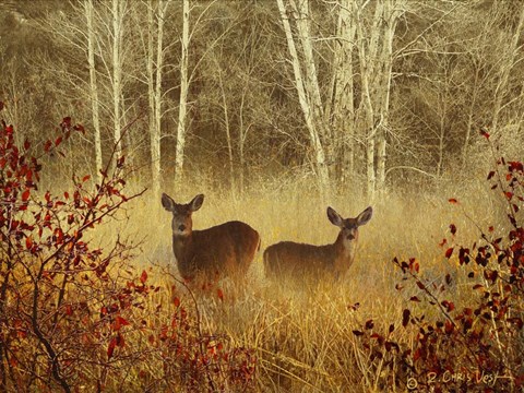 Framed Foggy Deer Print