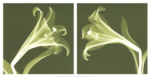 Framed Lilies [Negative] Print