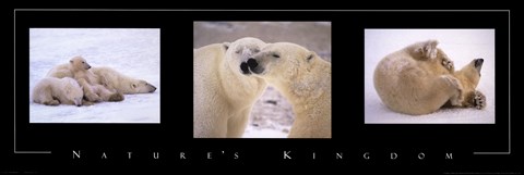 Framed Nature&#39;s Kingdom-Polar Bears Print