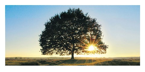 Framed Lonely Tree Print