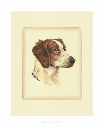 Framed Brittany Spaniel Print