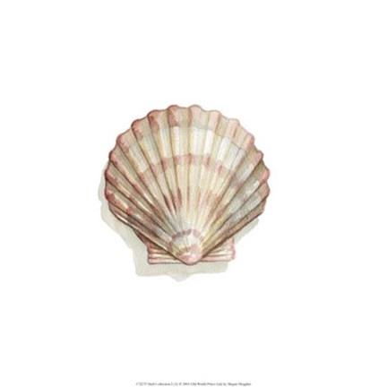 Framed Shell Collection I (A) Print